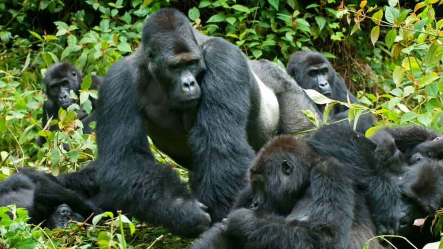 4-Day Gorillas and Golden Monkeys Safari Rwanda to Uganda - Day 2: Golden monkeys at Volcanoes National Park