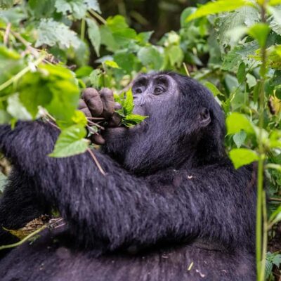 4-Day Gorillas and Golden Monkeys Safari Rwanda to Uganda