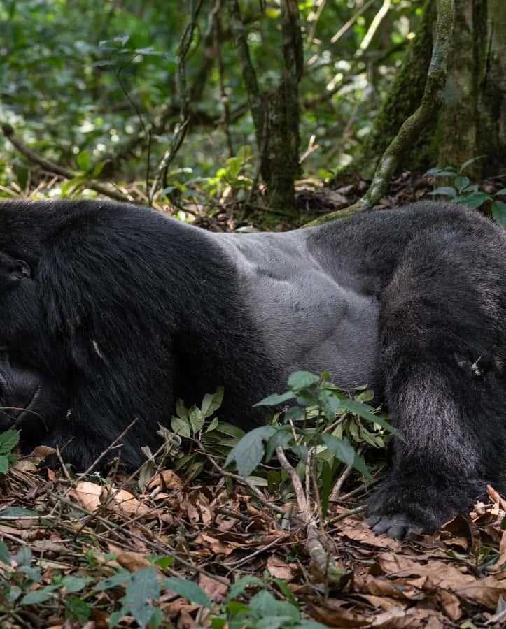 4-Day Gorillas and Golden Monkeys Safari Rwanda to Uganda - Day 3: Gorilla trekking, Batwa culture, and Lake Bunyonyi