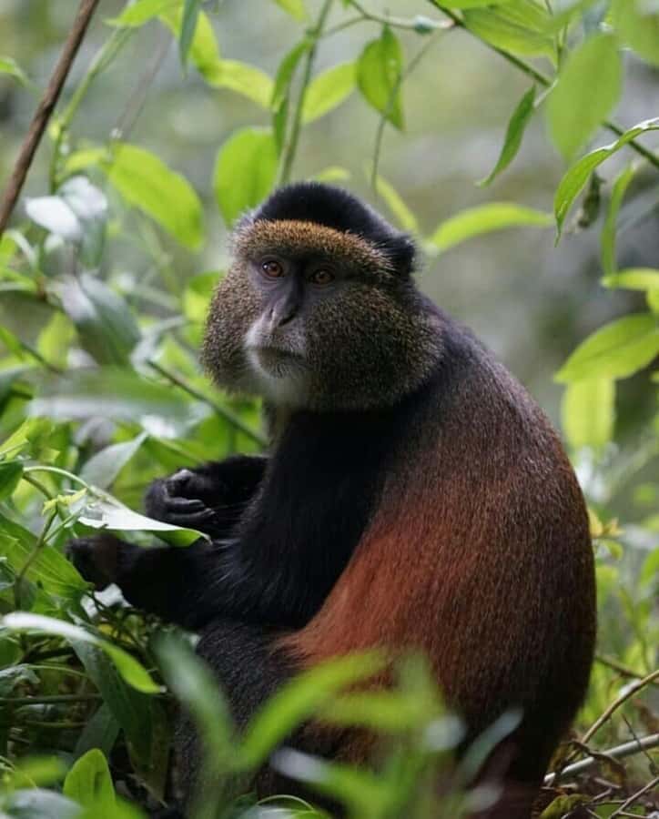 4-Day Gorillas and Golden Monkeys Safari Rwanda to Uganda - Day 4: Lake Bunyonyi and the return to Kigali