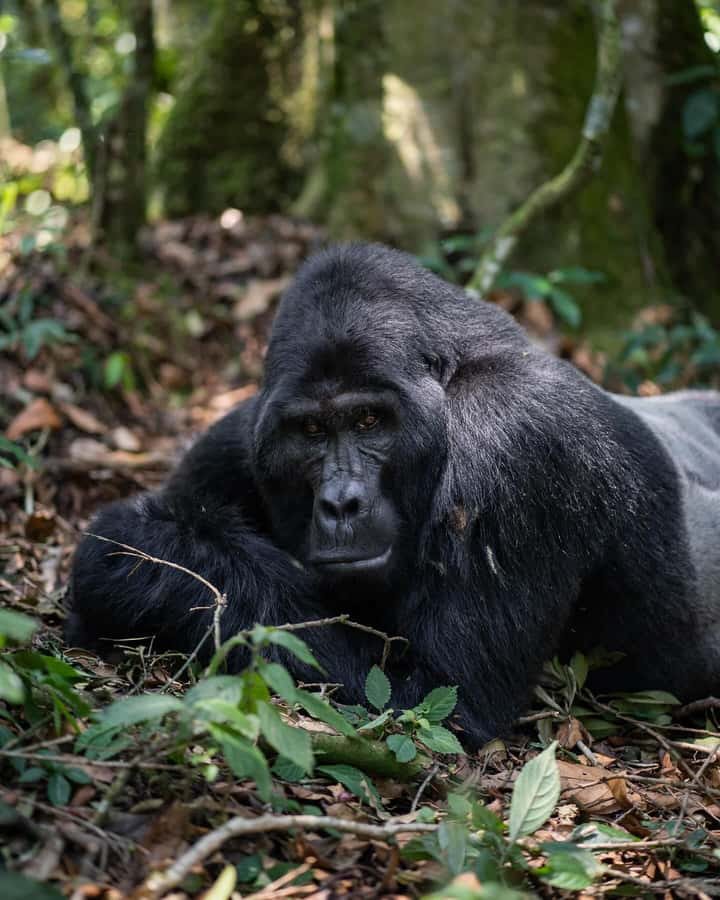 4-Day Gorillas and Golden Monkeys Safari Rwanda to Uganda - What the $2,300 price really covers