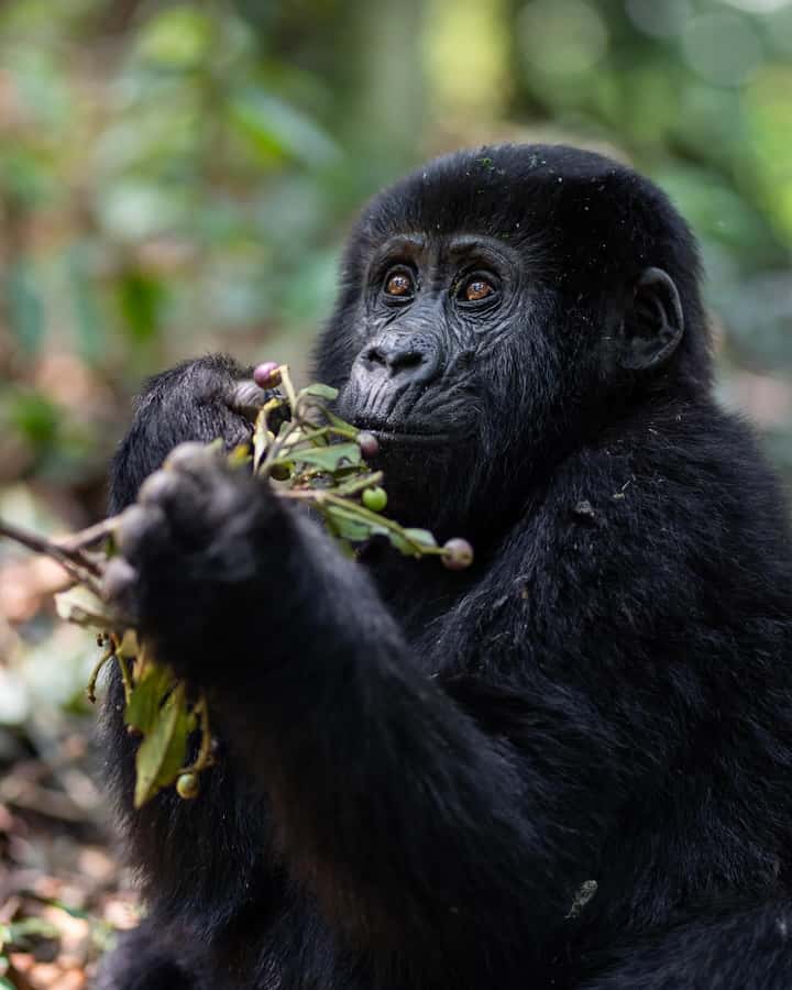 4-Day Gorillas and Golden Monkeys Safari Rwanda to Uganda - The guide and private group advantage