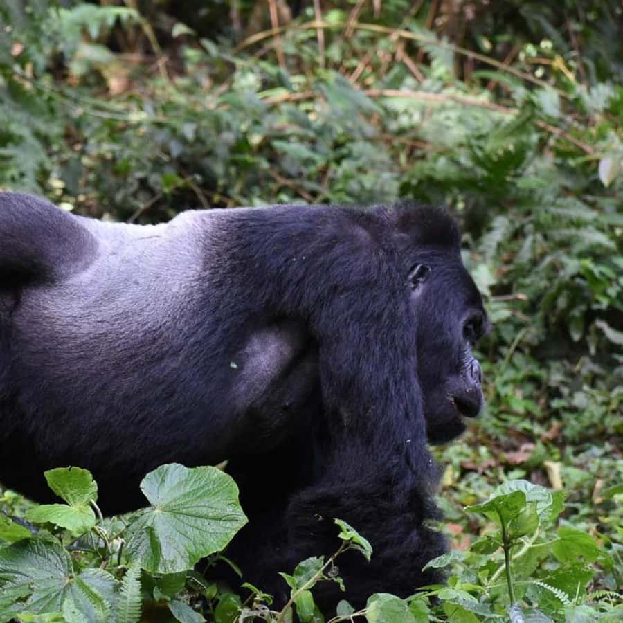 4-Day Gorillas and Golden Monkeys Safari Rwanda to Uganda - Who should book this safari