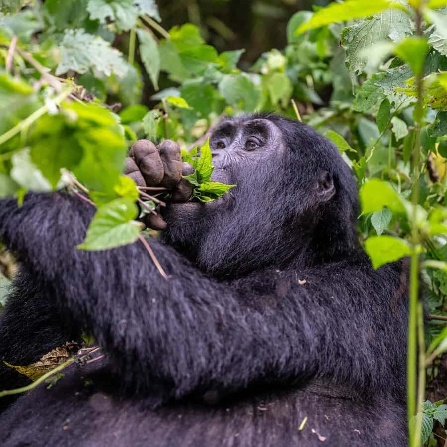 4-Day Gorillas and Golden Monkeys Safari Rwanda to Uganda - Day 1: Kigali to Volcanoes National Park