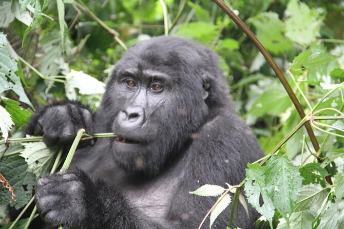 4 Days Gorilla Trekking, Lake Bunyonyi and Rwanda National Parks - Four details that shape the experience