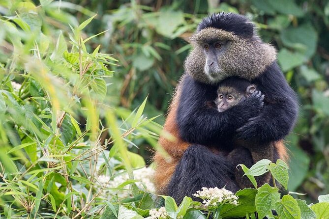 4 Days Gorilla Trekking, Lake Bunyonyi and Rwanda National Parks - Day 2: Golden monkeys in Volcanoes National Park