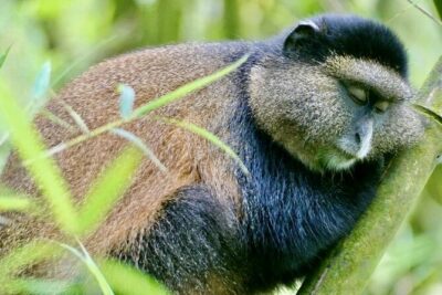 5 Days Akagera and Volcanoes National Park