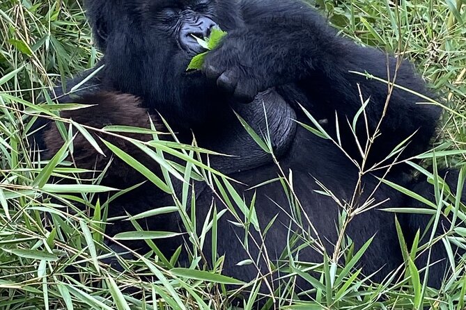 5 Days Akagera and Volcanoes National Park - Golden monkeys add a playful second act