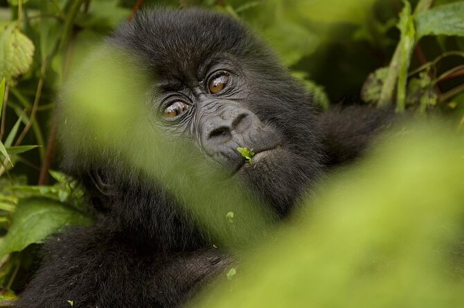 6 days Private Rwanda Primates and Wildlife Experience Tour - Key points to know before booking