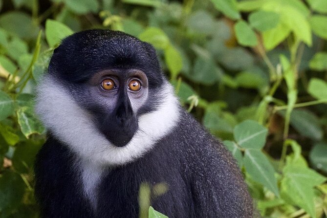 6 days Private Rwanda Primates and Wildlife Experience Tour - Full-day wildlife in Akagera National Park
