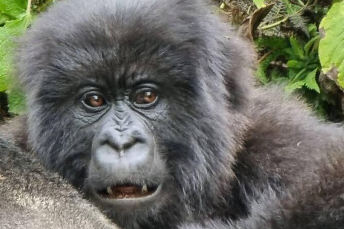 6 days Private Rwanda Primates and Wildlife Experience Tour - The long road to Musanze and Volcanoes