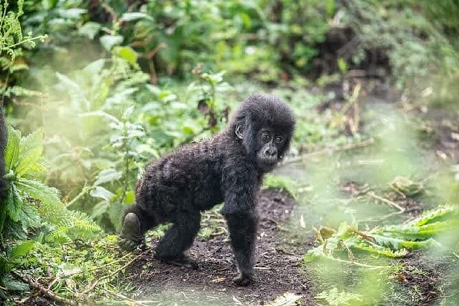 6 days Private Rwanda Primates and Wildlife Experience Tour - Golden monkey trekking before the return to Kigali