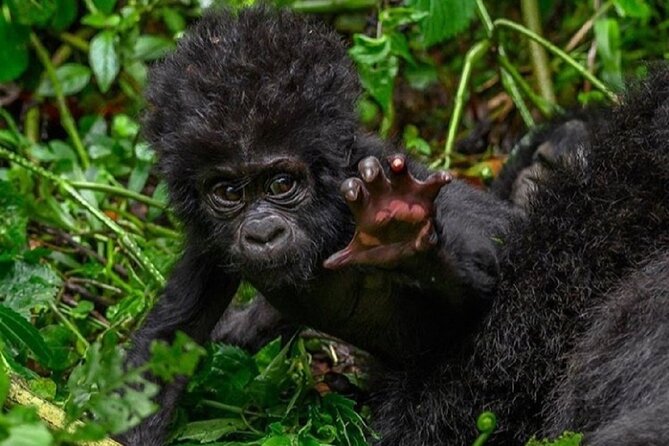 6 days Private Rwanda Primates and Wildlife Experience Tour - Kigali Genocide Memorial, then east to Akagera