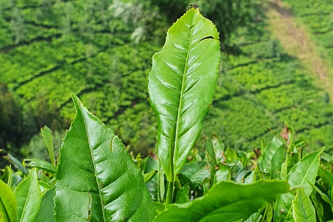 7 Days Private Tour of Rwanda - The Twin Lakes deliver a gentler volcanic afternoon
