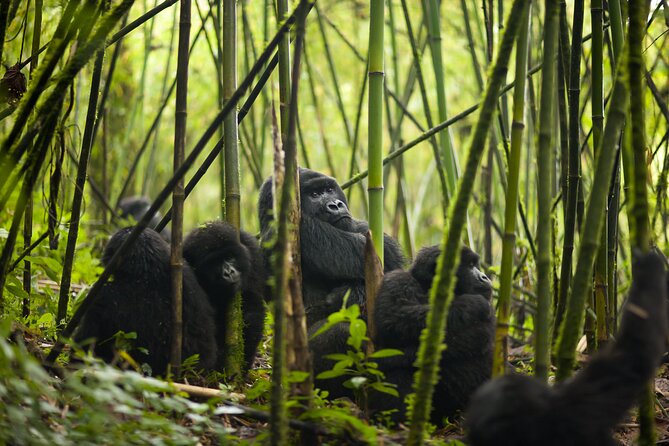 7 Days Private Tour of Rwanda - What $5,660 buys you