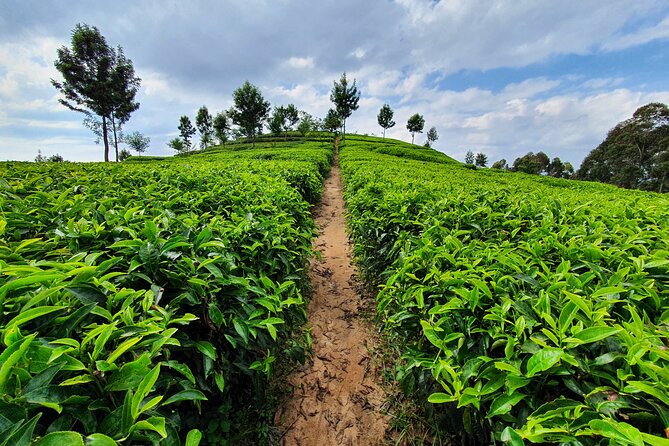 7 Days Private Tour of Rwanda - Nyungwe brings chimpanzees and treetop views