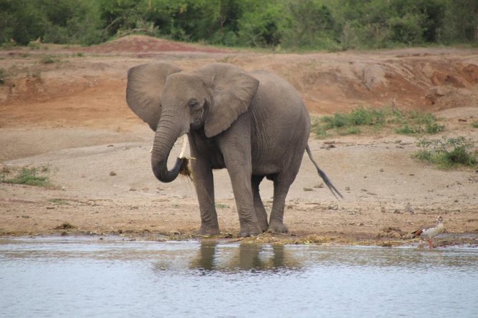 8 Day Gorilla Trek, Wildlife Safari and Chimp Habituation Experience - Five things to know before you book
