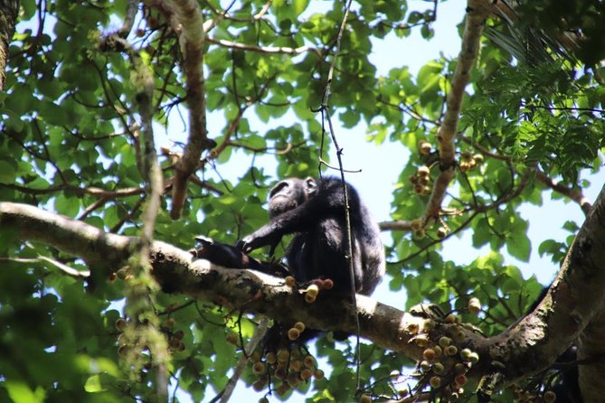 8 Day Gorilla Trek, Wildlife Safari and Chimp Habituation Experience - Ishasha and the search for tree-climbing lions