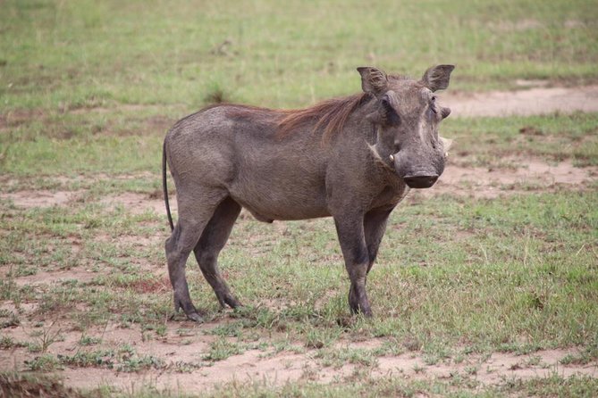 8 Day Gorilla Trek, Wildlife Safari and Chimp Habituation Experience - The six-hour finish toward Kampala or Entebbe