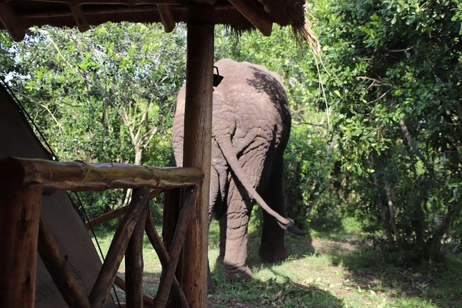 8 Day Gorilla Trek, Wildlife Safari and Chimp Habituation Experience - Mgahinga’s golden monkeys and an evening at Lake Bunyonyi