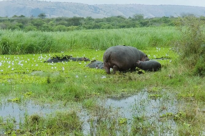 Akagera National Park 1 day Safari Experience - Lunch beside the park’s open country