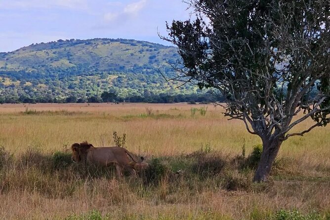 Akagera National Park 1 day Safari Experience - The three-hour return to Kigali