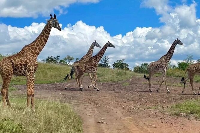 Akagera National Park 1 day Safari Experience - What the $229 price really covers