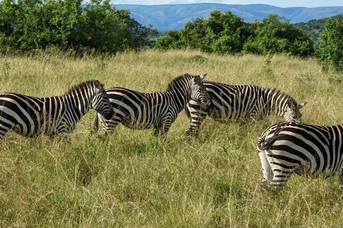 Akagera National Park 1 day Safari Experience - The guides can shape the whole day