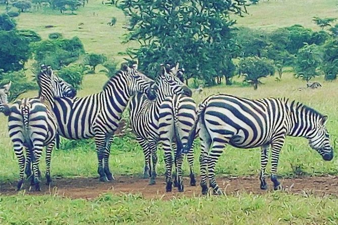 Akagera National Park Day Trip - The 5:30 am start and private transfer