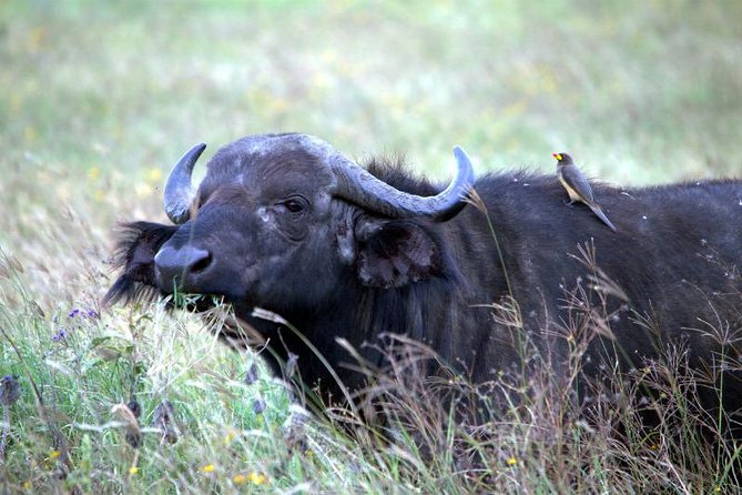 Akagera National Park Day Trip - Seven hours searching Akagera for the Big Five