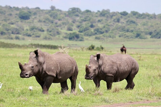 Akagera National Park Guided Day Pass - Key points at a glance