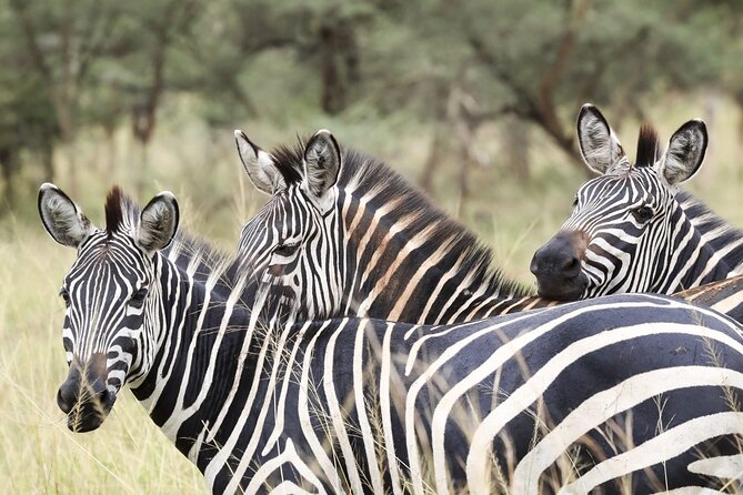 Akagera National Park Guided Day Pass - Lake Ihema and Akagera’s birdlife
