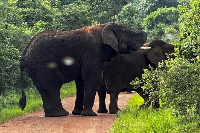 Akagera National Park Guided Day Pass - Pop-up roofs, rough roads, and comfort
