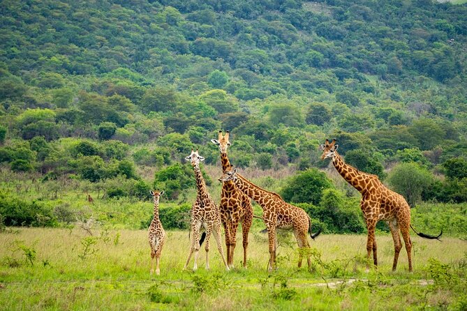 Akagera National Park Guided Day Pass - A conservation visit, not just an animal checklist