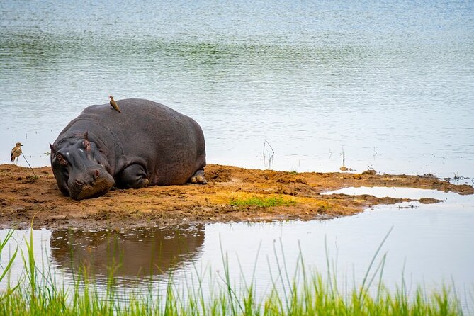 Akagera National Park Guided Day Pass - Who will enjoy this day most