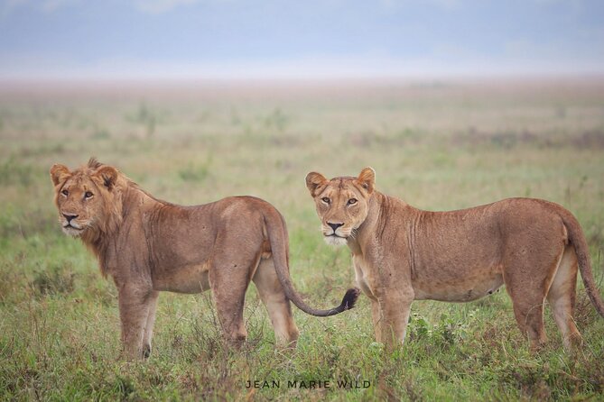 Big 5 Safari Day Trip - Key points to know before booking