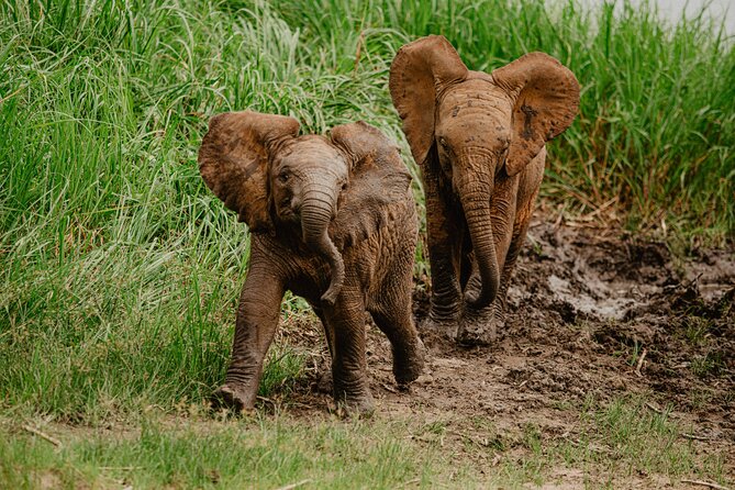 Big 5 Safari Day Trip - Searching for elephants, giraffes, and the Big Five