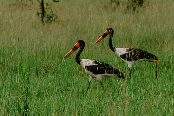 Big 5 Safari Day Trip - A full day inside the park, with no rushed checklist
