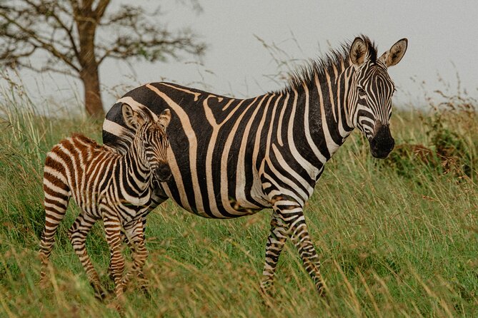 Big 5 Safari Day Trip - Food, water, permits, and what you need to arrange