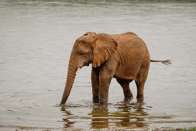 Big 5 Safari Day Trip - Is $283 per person good value?