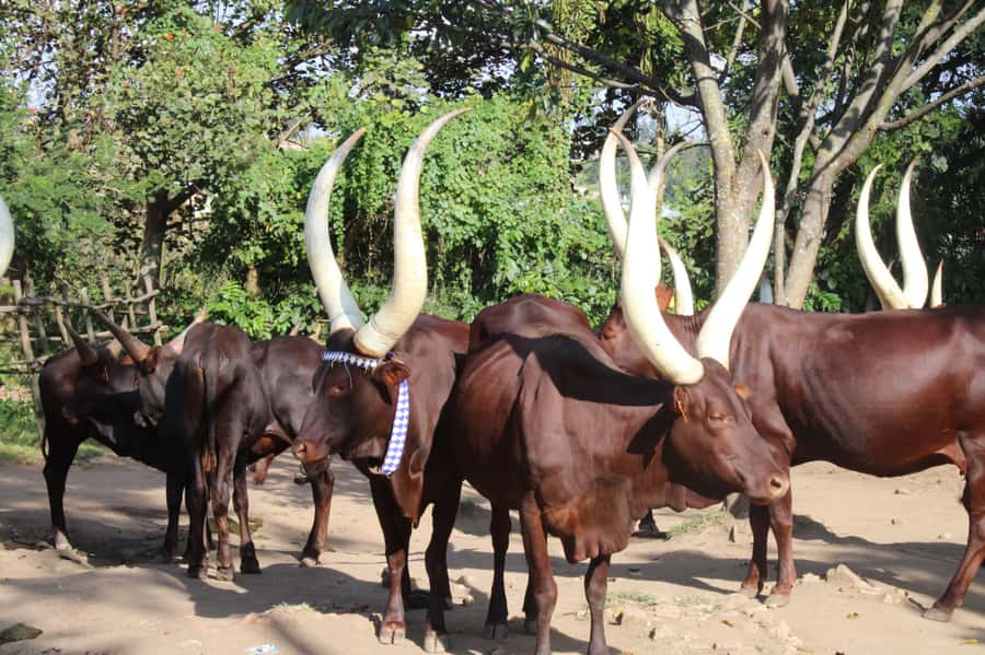 BIGOGWE : Rock Climbing and Cow Milking & Corn Roasting Tour - The route from pickup to Bigogwe