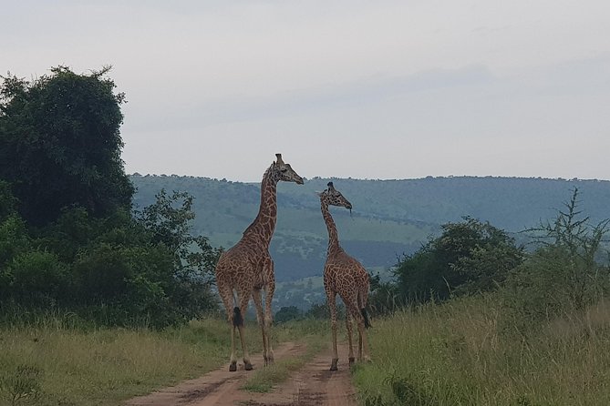 Cool Share Day Akagera Game Drive, Daily Depart, Boat Ride, Lunch - Lunch, water, and practical comfort