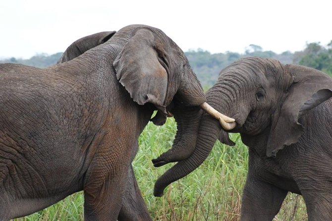 Day Trip Safari - Akagera National Park with Optional Lake Ihema Boat Safari - The real price: a $99 tour can become $234