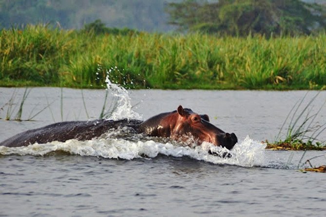 Day Trip Safari - Akagera National Park with Optional Lake Ihema Boat Safari - Reaching Akagera around 8:00 AM
