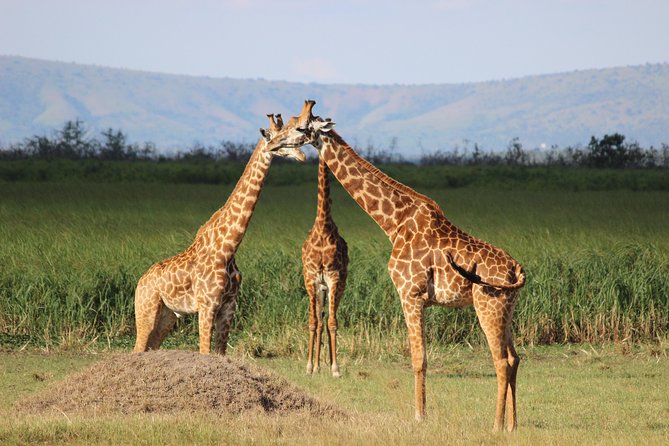 Discover the Beauty of Rwanda in 12Days - Starting at 6:00 am from Kigali
