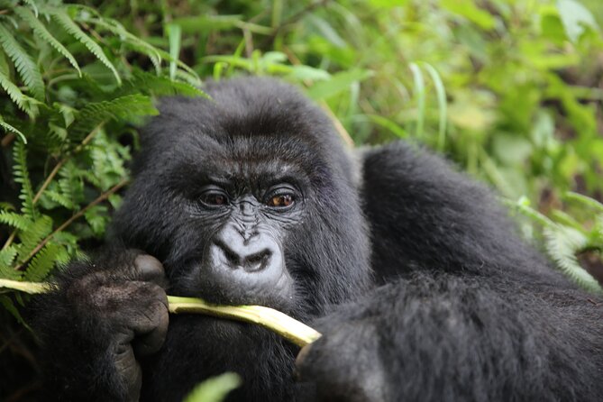 Discover the Beauty of Rwanda in 12Days - Akagera National Park focuses on open-country wildlife