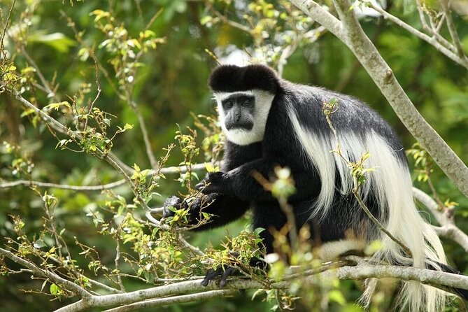 Discover the Beauty of Rwanda in 12Days - Volcanoes National Park and the gorilla encounter