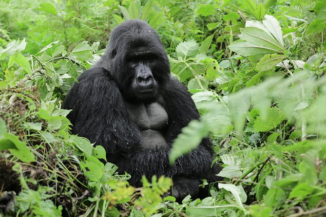 Discover the Beauty of Rwanda in 12Days - Is $3,453.34 per person good value?