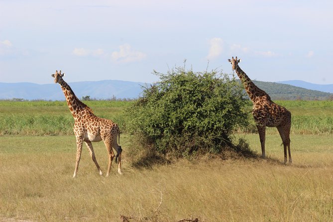 Discover the Beauty of Rwanda in 12Days - Nyanza brings Rwanda’s royal traditions to life