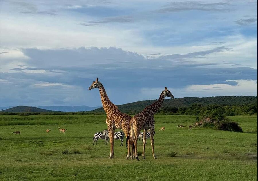 From Kigali: 1 Day All inclusive Akagera Safari - Key points to know before booking